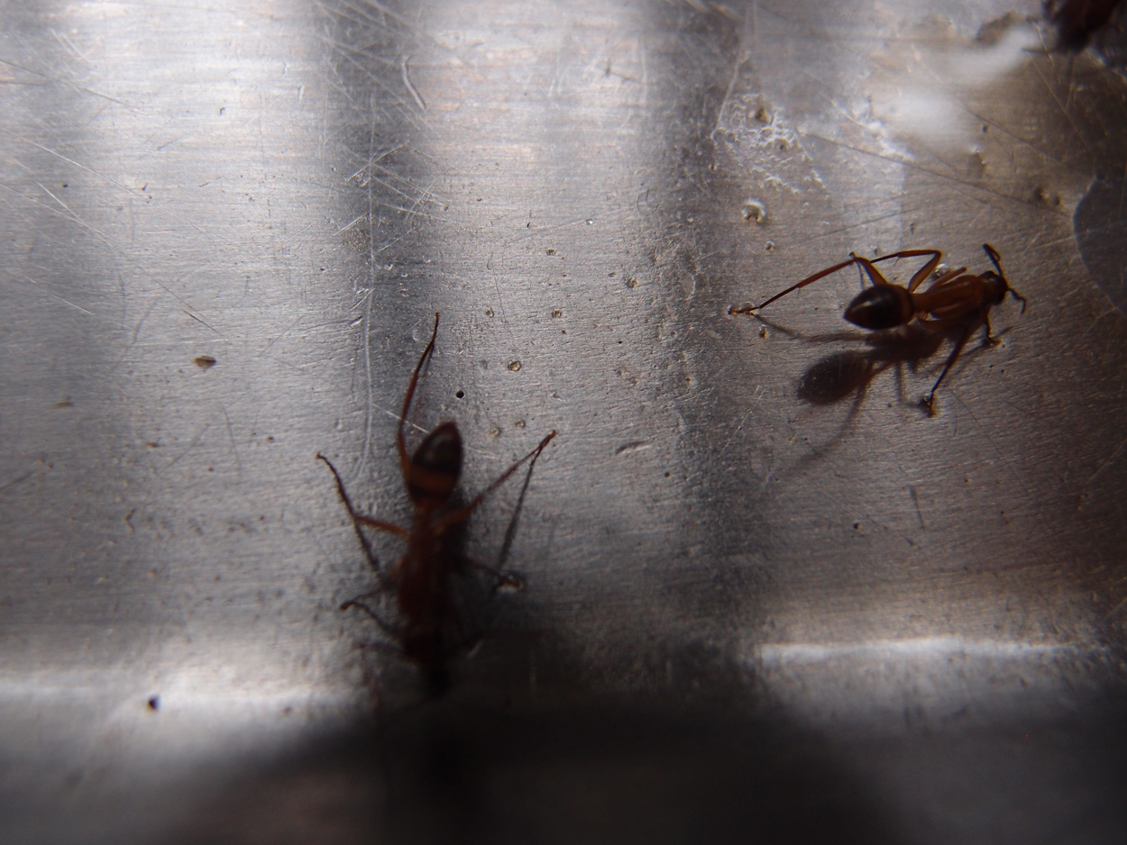 2016-02-22 Ameisen auf der Spüle (Video)